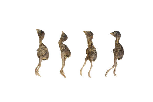 Freeze Dried Quails