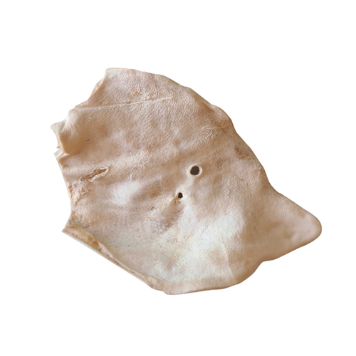 Freeze Dried Pig Ear