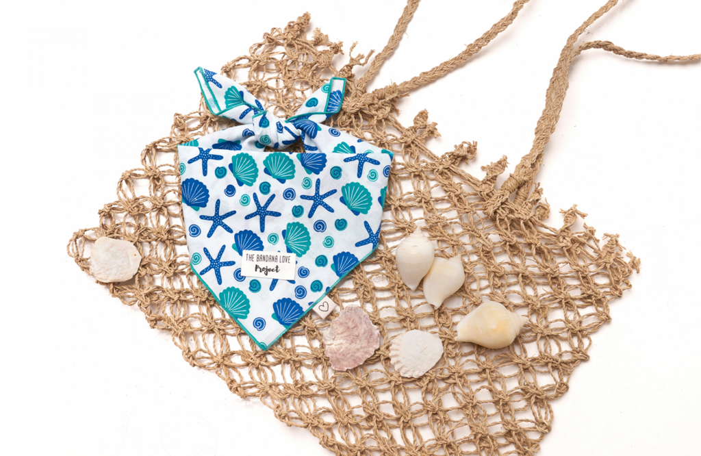Seashells by the Seashore - Chew Time