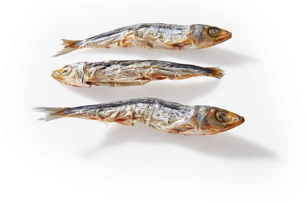 Pilchards