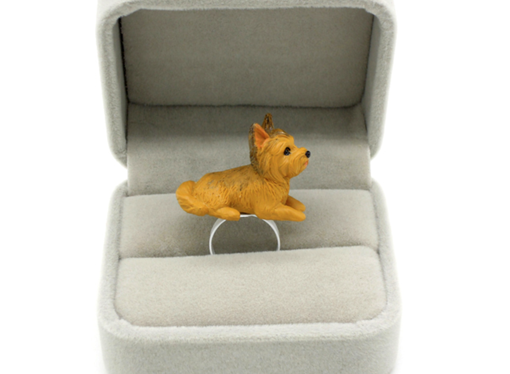 Silky Terrier
