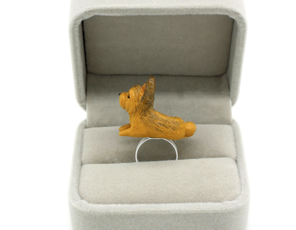 Silky Terrier