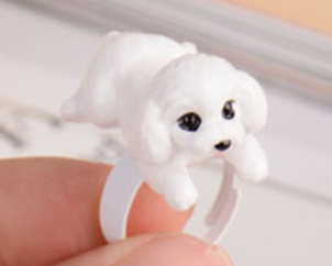 White Toy Poodle/ Bichon Ring