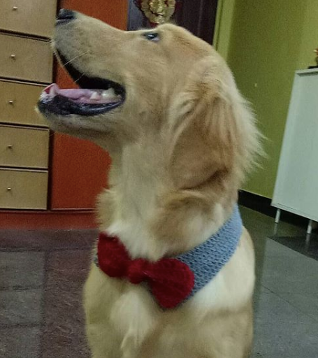 Crochet Premium Collar Bow